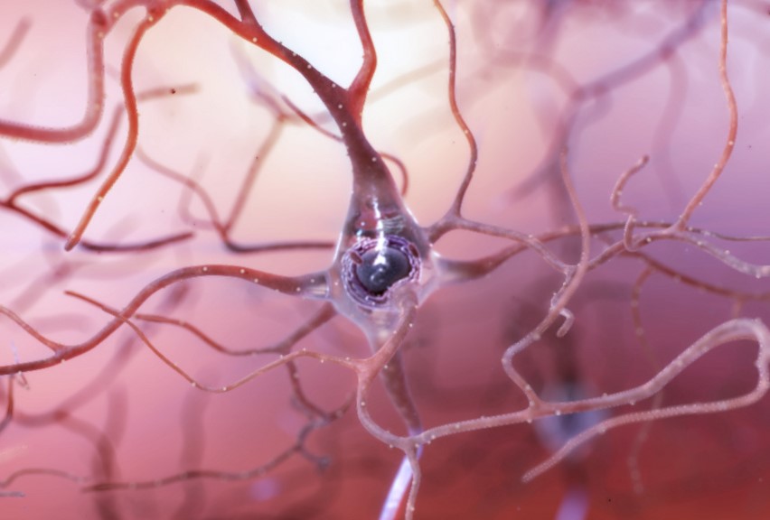 Schaubild eines Neurons